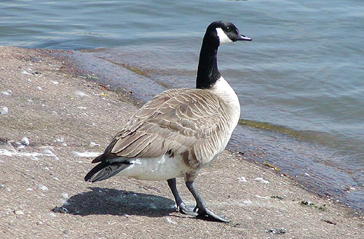 Canada Goose, Warks, April 2006