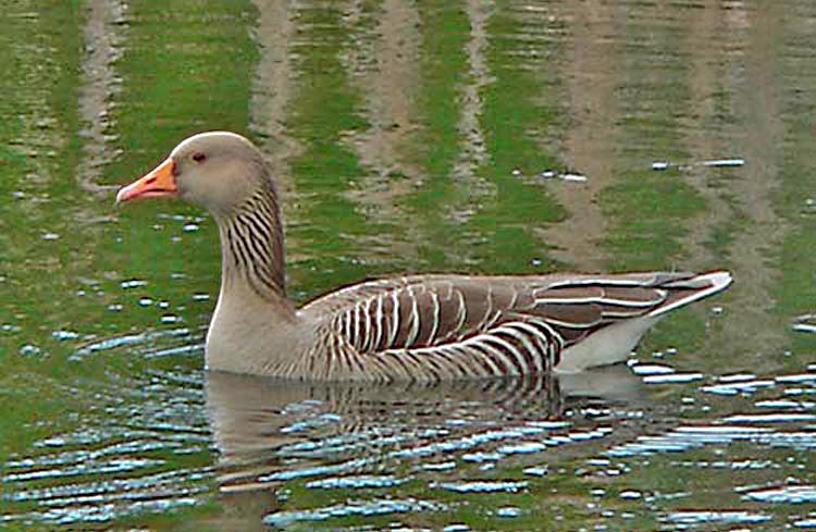 Greylag Goose,Warks, April 2005