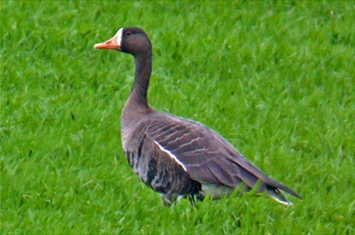 Greenland Whitefronted Goose, Warks, January 2007