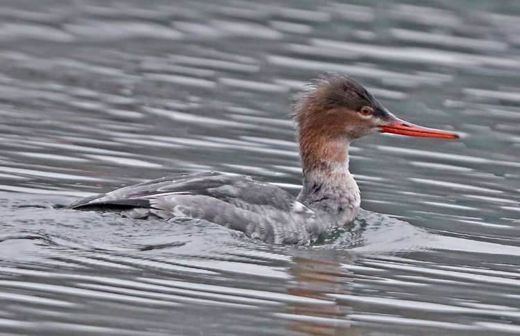 Red-breasted Merganser, WMids, January 2019