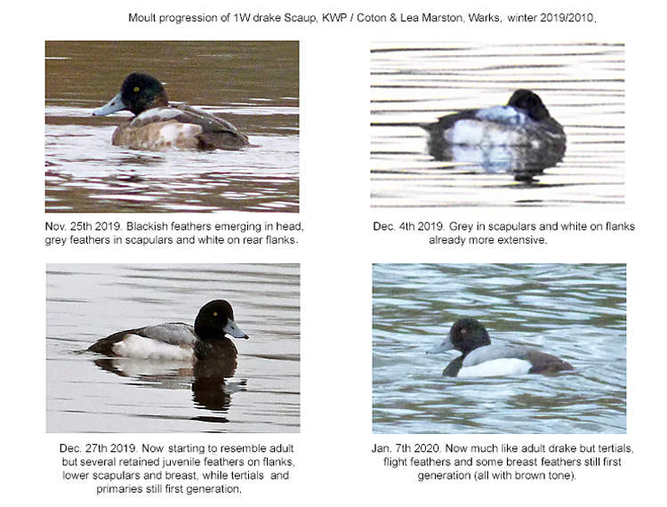 Scaup, 1W drake, Warks, Nov 2019 - Jan 2020