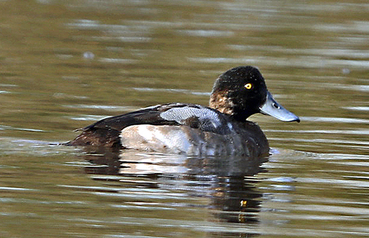 Scaup, 1W drake, Warks, Nov 2019