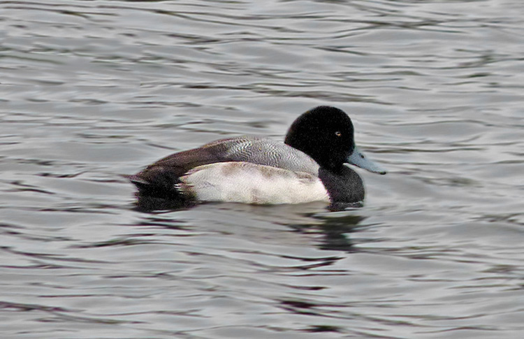 Scaup, first-winter drake, West Midlands, Jan 2026
