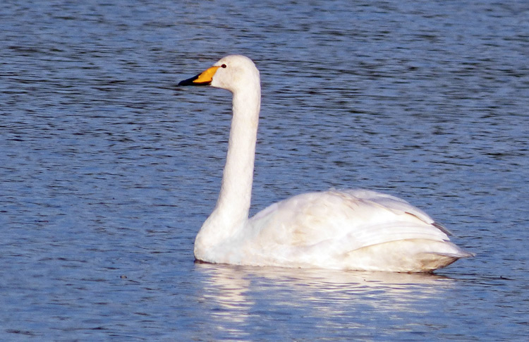 Whooper Swan, Warks, Nov 2021