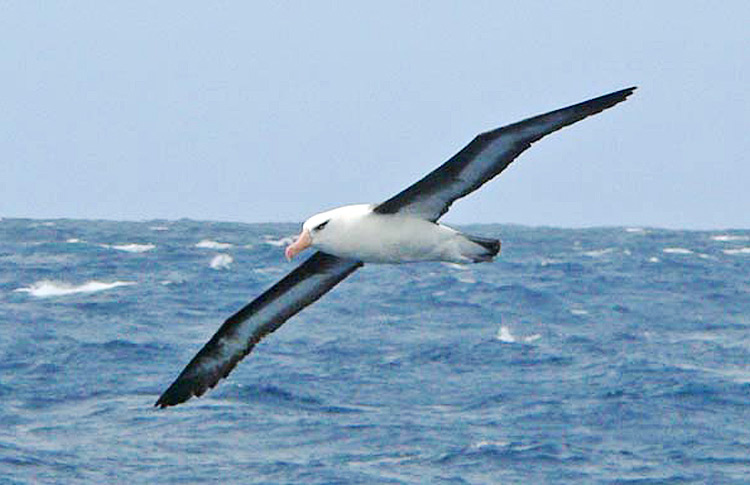 Campbell Albatross, Hauraki Gulf, NZ, March 2007