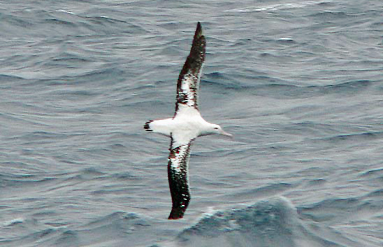 Wandering Albatross (perhaps Gibson's), New Zealand, March 2007