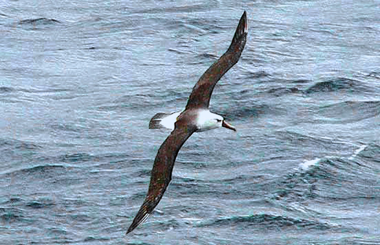 Yellow-nosed Albatross