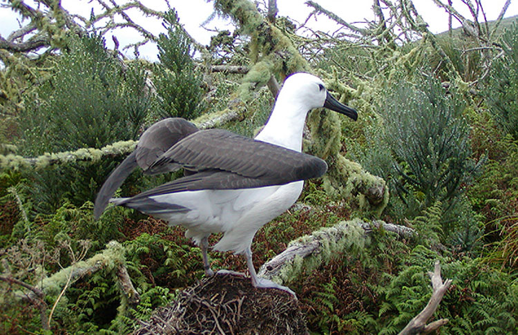 Juv Yellow-nosed Albatross