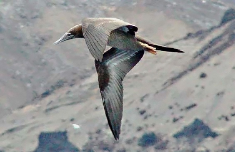 Brown Booby immature