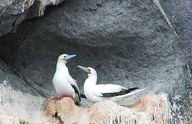 Red-footed Boobies