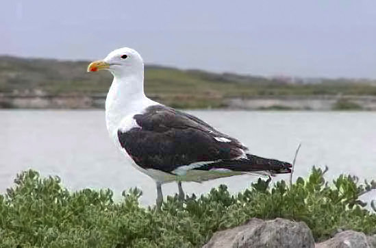Adult Cape Gull