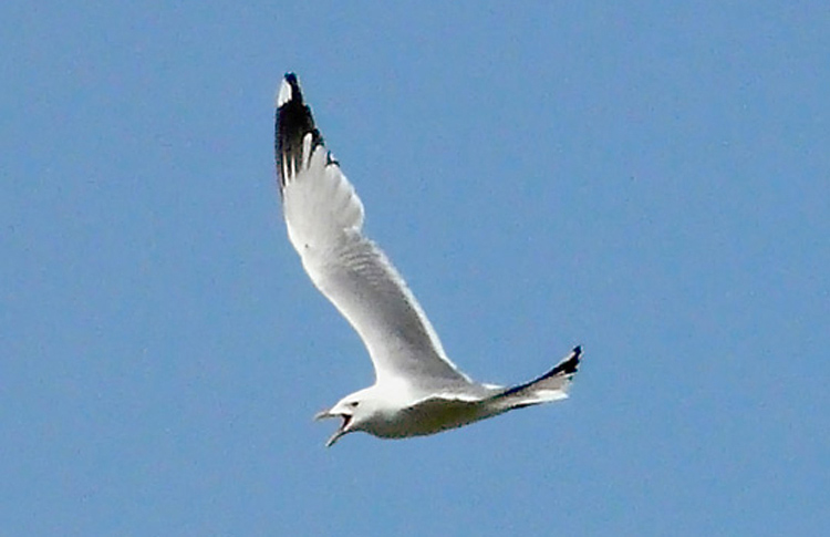 Common Gull, race heinei