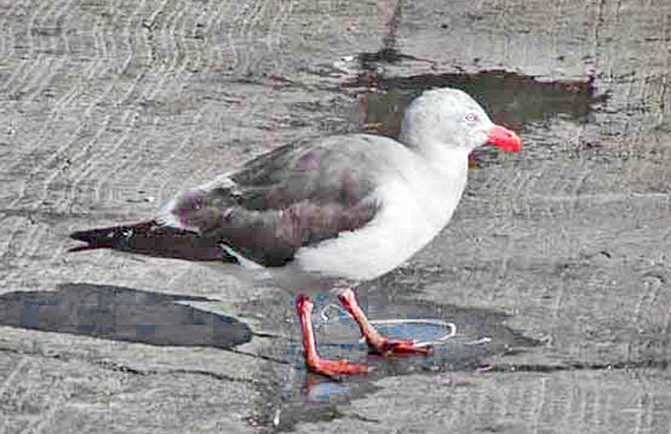 Adult Dolphin Gull