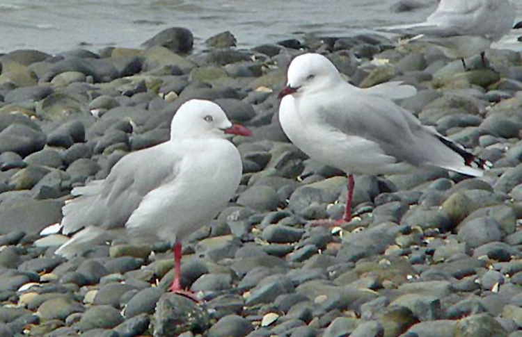 Red-billed Gull, New Zealand, March 2007