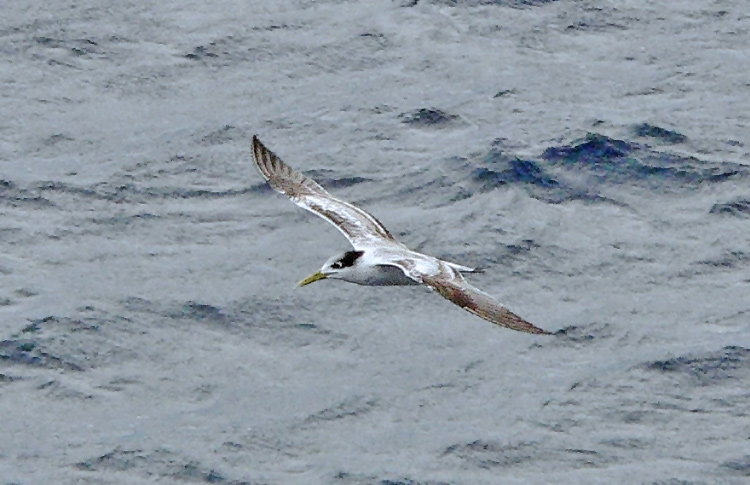Swift Tern (juvenile), Solomon Islands, April 2007