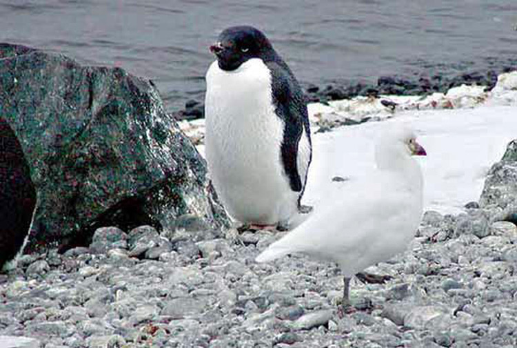 Adelie Penguin & Sheathbill