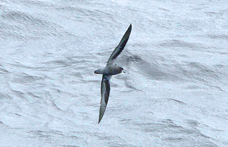 'Magnificent Petrel', S of Solomon Islands, April 2007