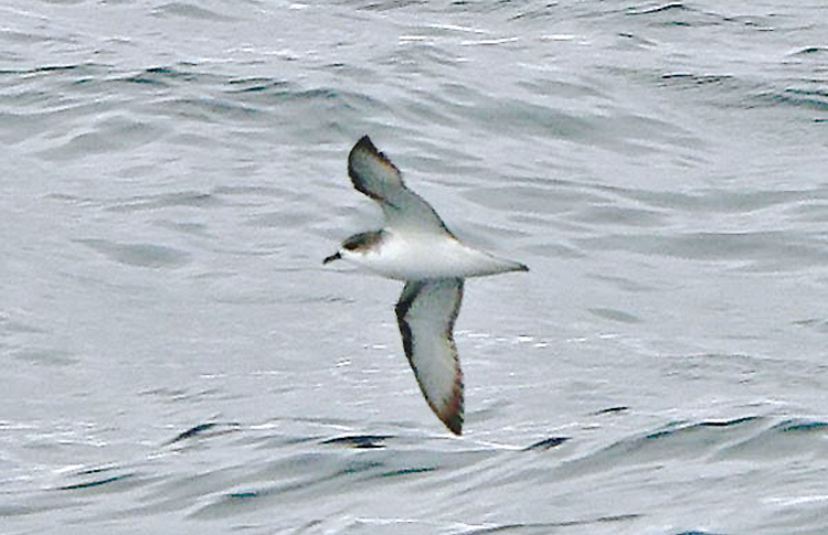 Cook's Petrel, New Zealand, March 2007