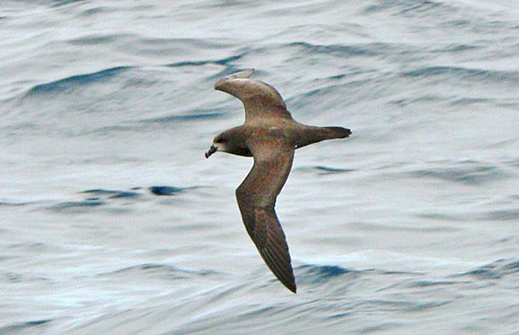 Grey-faced Petrel, S of Norfolk Island, March 2007