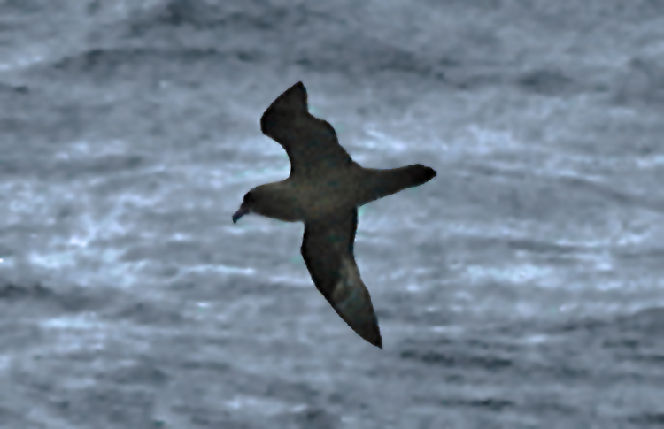  Great-winged Petrel