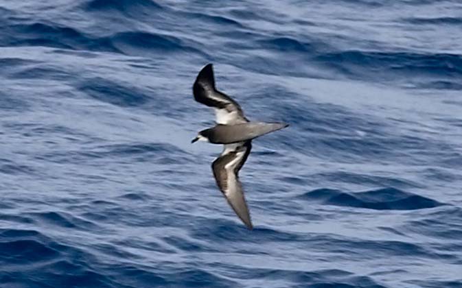 'Magnificent Petrel', S of Solomon Islands, April 2007