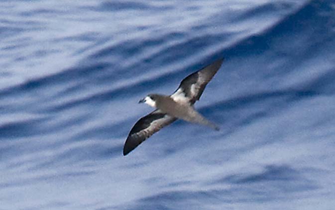 'Magnificent Petrel', S of Solomon Islands, April 2007