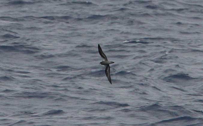 'Magnificent Petrel', S of Solomon Islands, April 2007