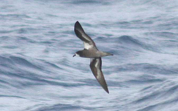 'Magnificent Petrel', S of Solomon Islands, April 2007