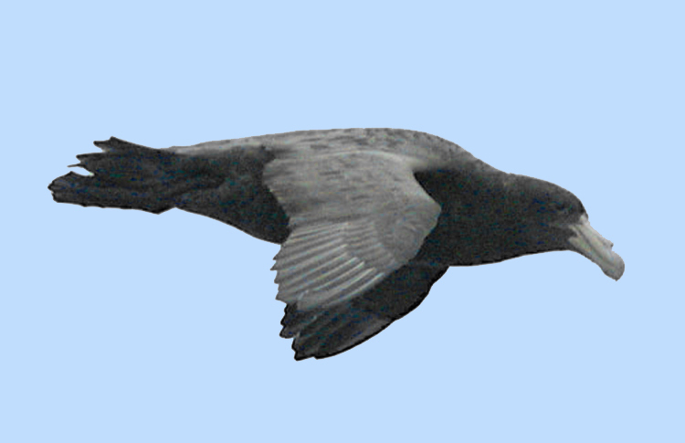 Giant Petrel - imm., presumed Southern