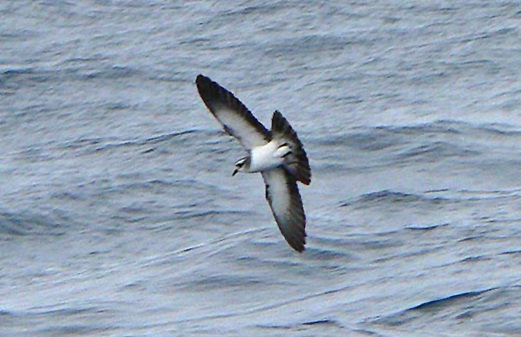 White-faced Storm-petrel, New Zealand, March 2007