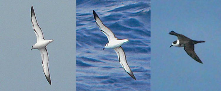 White-necked Petrel, Norfolk Island, March 2007