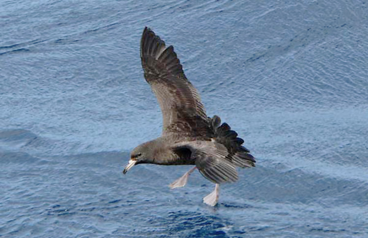 Flesh-footed Shearwater, New Zealand, March 2007