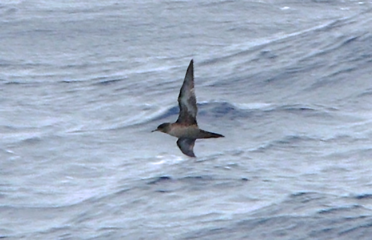 Short-tailed Shearwater, S of Bonin Island, April 2007