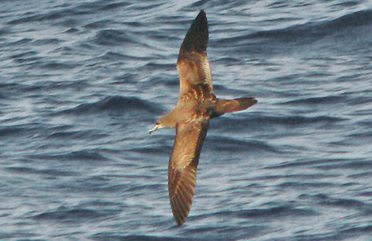 Wedge-tailed Shearwater, Norfolk Island, March 2007