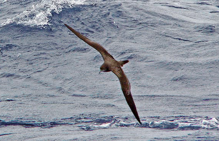 Wedge-tailed Shearwater, c100 miles S of Bonin Is, April 2007