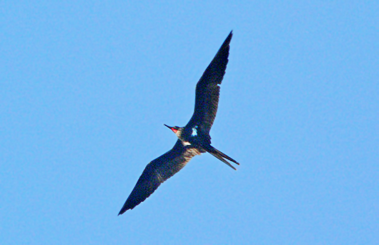 Lesser Frigatebird, off Solomon Islands, April 2007