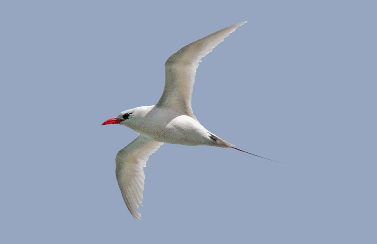 Red-tailed Tropicbird, Norfolk Island, March 2007