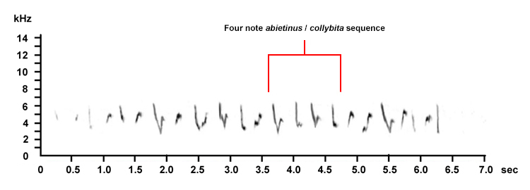 'Mixed singing' tristis-type: 4 abietinus/collybita note sequence