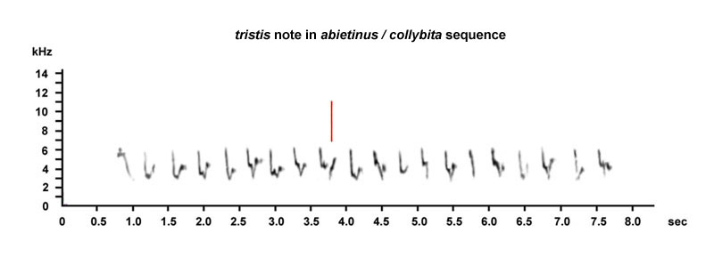 'Mixed singing' tristis-type: tristis note in an otherwise collybita/abietinus sequence