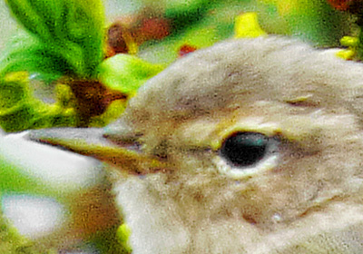 Eye-ring of 'mixed signing' Chiffchaff.Warks, April 2015