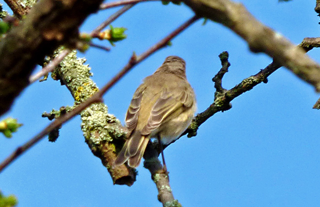 Chiffchaff with mixed tristis and abietinus/collybita song.Warks, April 2015