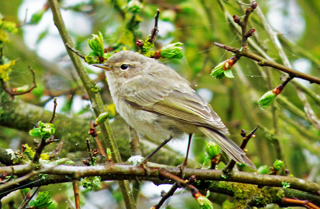 Chiffchaff with mixed tristis and abietinus/collybita song.Warks, April 2015