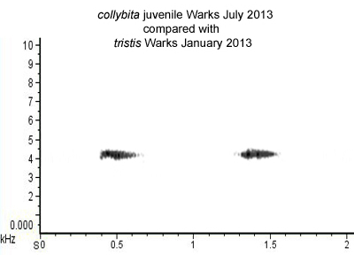 sonogram of collybita juv versus tristis calls