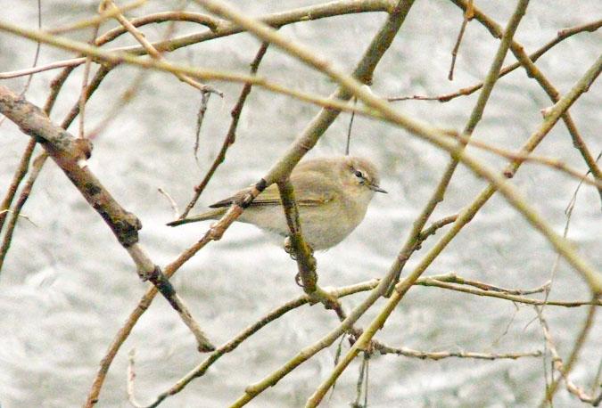 Siberian Chiffchaff, Warks, January 2013