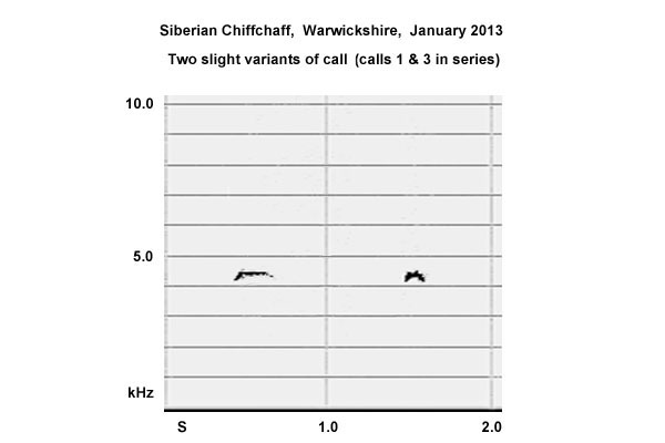 Sonogram of two calls from Siberian Chiffchaff, Warks, Jan 2013