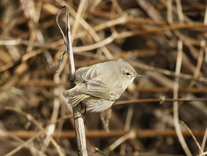 Siberian Chiffchaff, Warks, January 2013