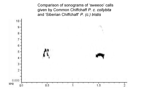 Sonogram of 'sweeoo' calls from collybita c.f. tristis