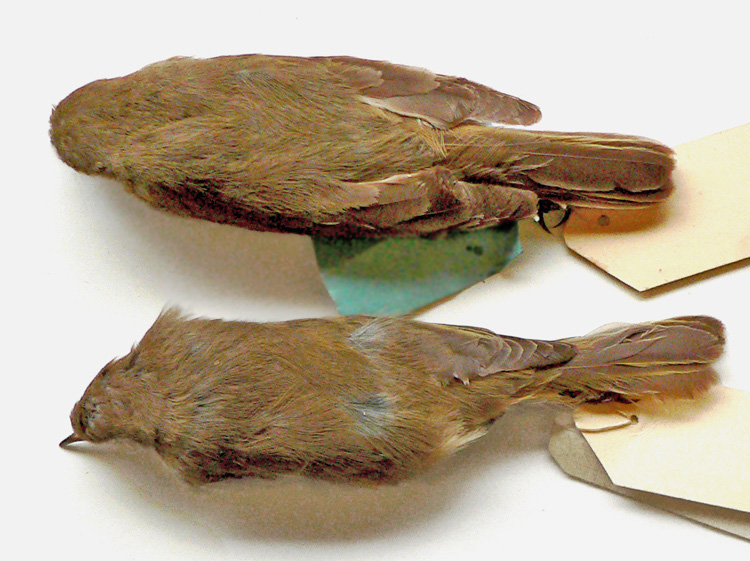 Two tristis, May & Sept. Photo from NHM skins.