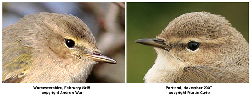 Two 'Siberian Chiffchaffs', one with 'fulvescens' traits