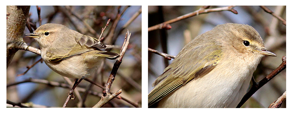 Chiffchaff with 'fulvescens' traits